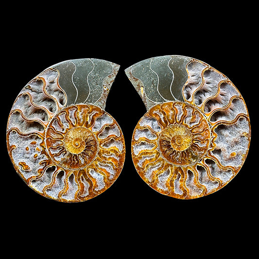 Ammonite Pair Natural Mineral Specimen. G #0587