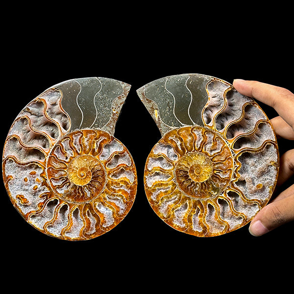 Ammonite Pair Natural Mineral Specimen. G #0587