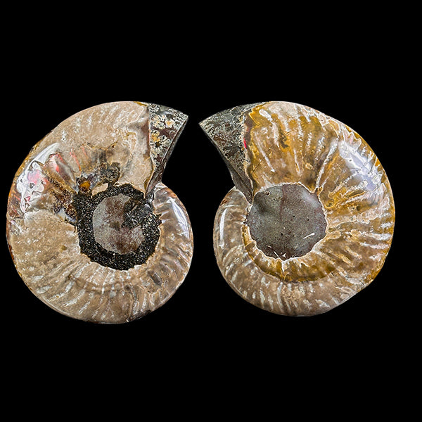 Ammonite Pair Natural Mineral Specimen. G #0587
