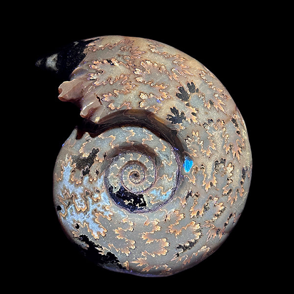 Ammonite With Pyrite (UV Reactive) Natural Mineral Specimen G #0574
