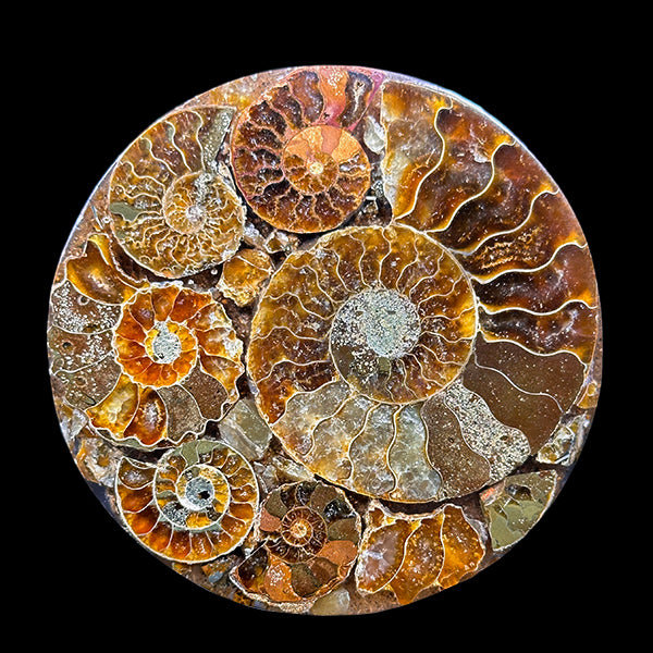 Ammonite Cluster Plate (Polished) Mineral Specimen G #0583