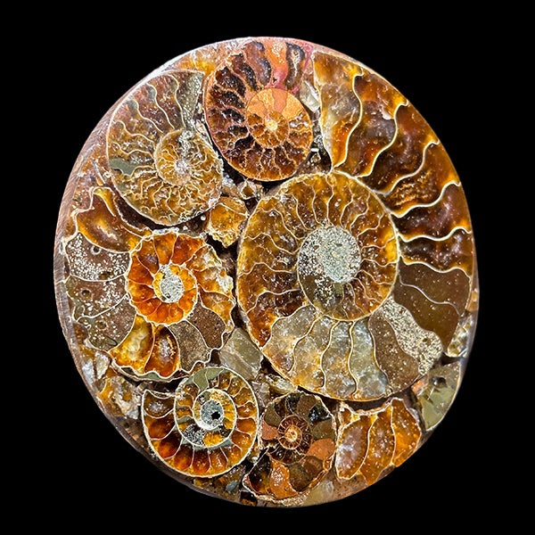 Ammonite Cluster Plate (Polished) Mineral Specimen G #0583