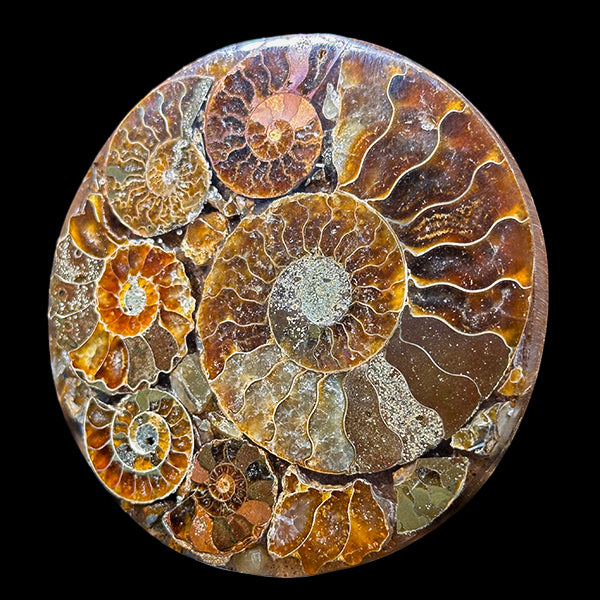 Ammonite Cluster Plate (Polished) Mineral Specimen G #0583