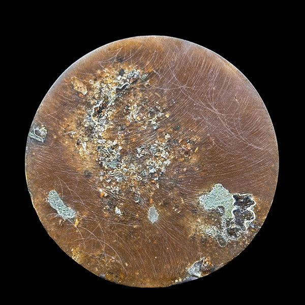 Ammonite Cluster Plate (Polished) Mineral Specimen G #0583