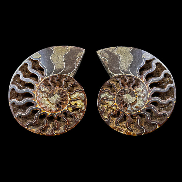 Ammonite Pair (UV Reactive) Natural Mineral Specimen. G #0591
