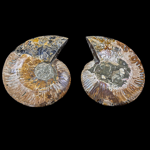 Ammonite Pair (UV Reactive) Natural Mineral Specimen. G #0591