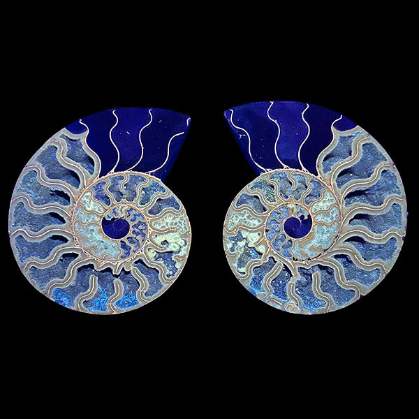 Ammonite Pair (UV Reactive) Natural Mineral Specimen. G #0591