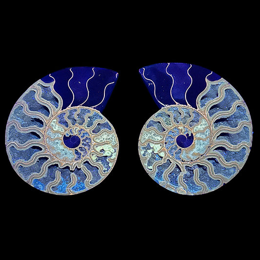 Ammonite Pair (UV Reactive) Natural Mineral Specimen. G #0591