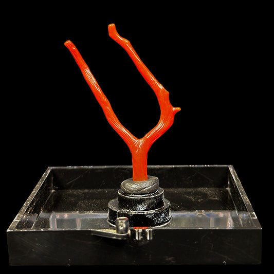 Red Coral Natural Mineral Specimen. G #0604