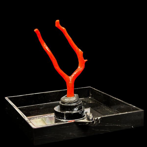 Red Coral Natural Mineral Specimen. G #0604