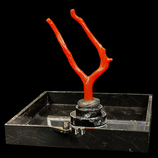 Red Coral Natural Mineral Specimen. G #0604