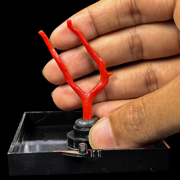 Red Coral Natural Mineral Specimen. G #0604