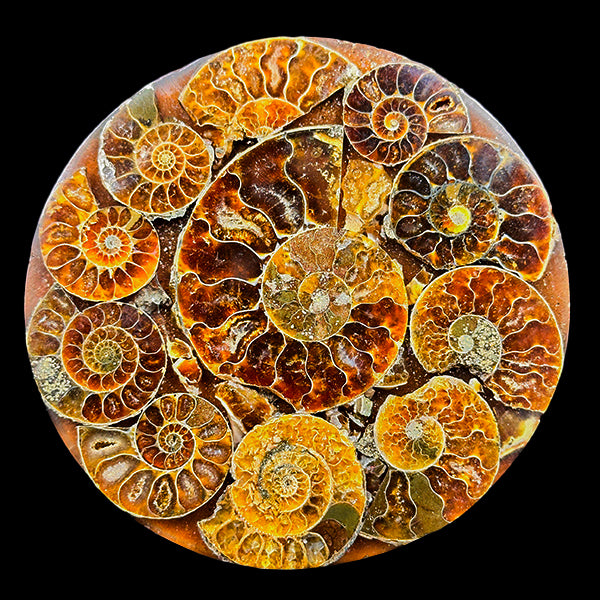 Ammonite Cluster Plate (Polished) Mineral Specimen G #0611