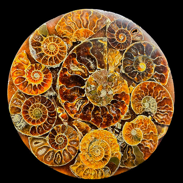 Ammonite Cluster Plate (Polished) Mineral Specimen G #0611