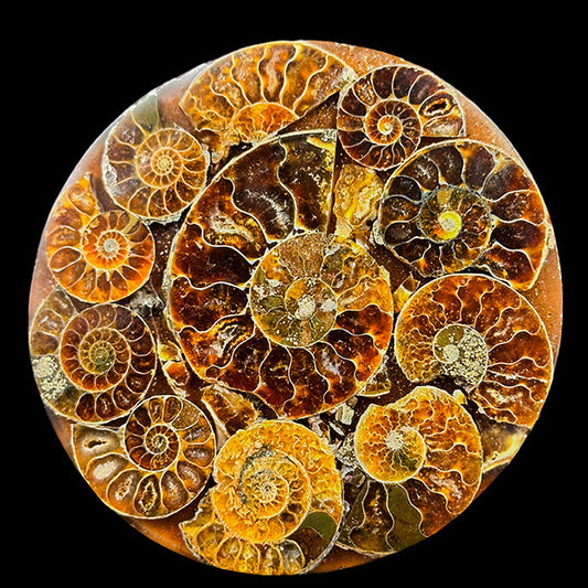 Ammonite Cluster Plate (Polished) Mineral Specimen G #0611