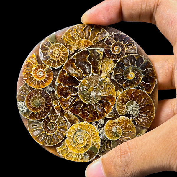 Ammonite Cluster Plate (Polished) Mineral Specimen G #0611