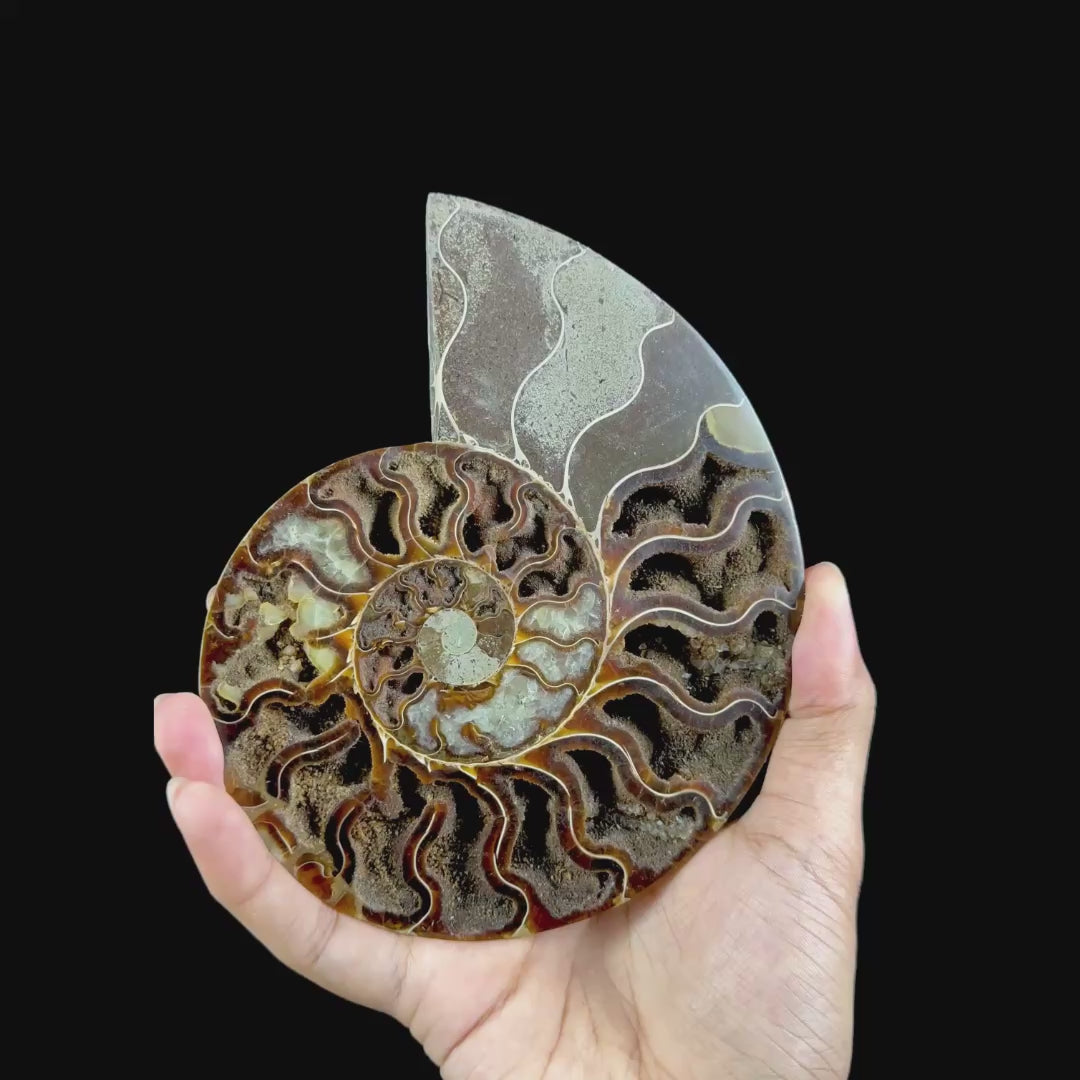 Ammonite Pair (UV Reactive) Natural Mineral Specimen. G #0591
