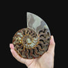 Ammonite Pair (UV Reactive) Natural Mineral Specimen. G #0591