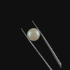 Fresh Water Cultured Pearl 17.25 CT. G #0561