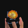 Sunflower Scolecite Natural Minaral Specimen G #0493