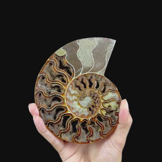 Ammonite Pair (UV Reactive) Natural Mineral Specimen. G #0591