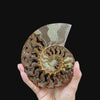 Ammonite Pair (UV Reactive) Natural Mineral Specimen. G #0591