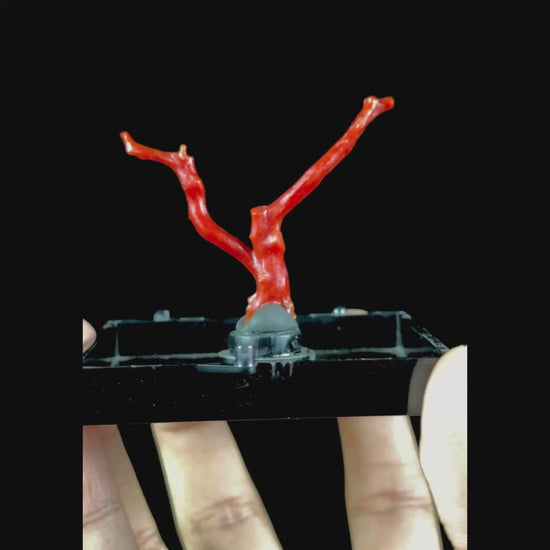 Red Coral Natural Mineral Specimen. G #0472