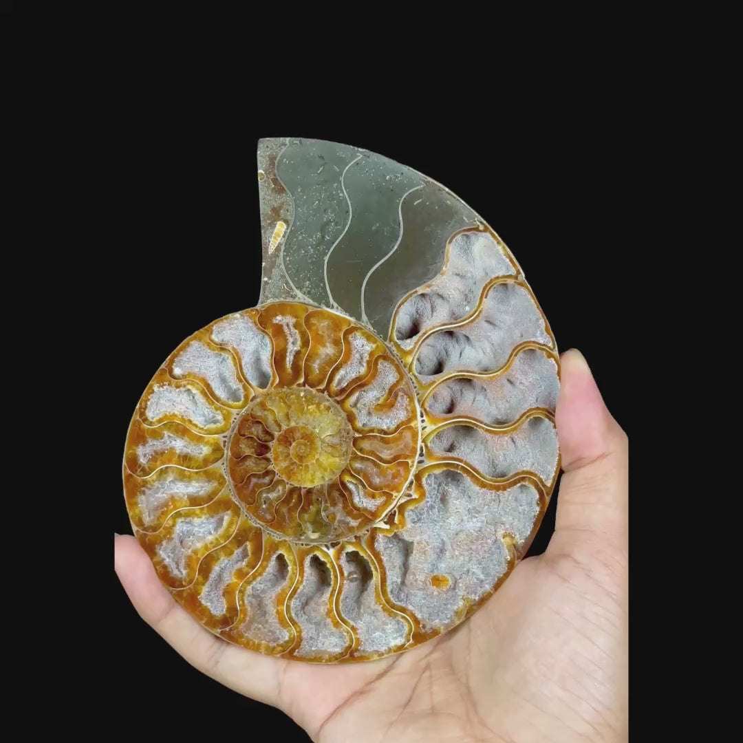 Ammonite Pair Natural Mineral Specimen. G #0587