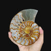 Ammonite Pair Natural Mineral Specimen. G #0587