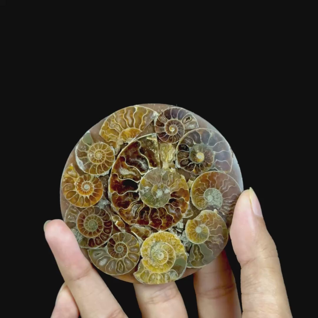 Ammonite Cluster Plate (Polished) Mineral Specimen G #0611
