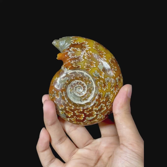 Ammonite With Pyrite (UV Reactive) Natural Mineral Specimen G #0574