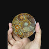 Ammonite Cluster Plate (Polished) Mineral Specimen G #0583