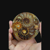 Ammonite Cluster Plate (Polished) Mineral Specimen G #0559