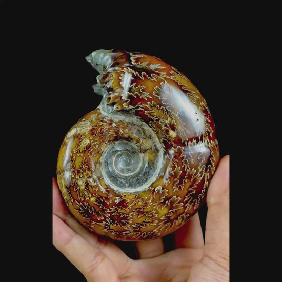 Ammonite With Pyrite Natural Mineral Specimen G #0562