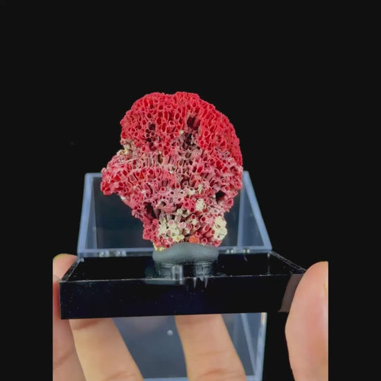 Red Pipe Coral Natural Mineral Specimen. G #0480